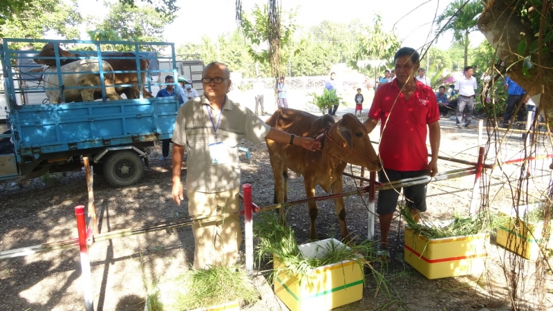 Trao bò cho người khuyết tật không có sinh kế ổn định của huyện Tri Tôn. (Ảnh: Châu Phong/CTTĐT An Giang).