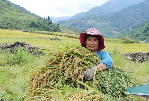 Bà Ly Mỳ Hừ, ở bản Seo Thèn, xã Pa Vệ Sủ, huyện Mường Tè phấn khởi được mùa thóc.