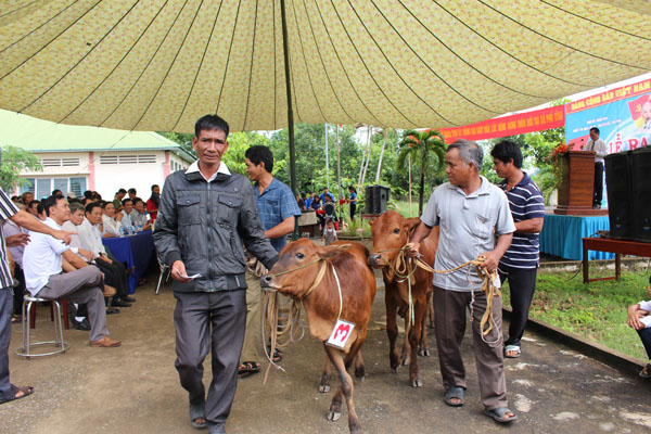 Trao tặng bò cho hộ nghèo ở huyện Tân Phú, tỉnh Đồng Nai.