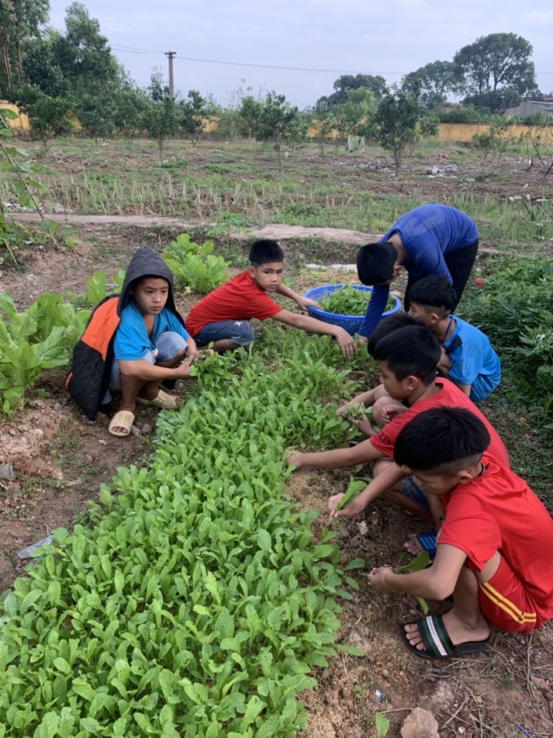 Trẻ được tự tay trồng rau sạch để bữa ăn đảm bảo an toàn, sạch sẽ